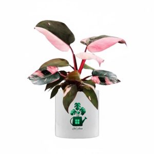 فیلدندرون پینک پرنس گلآرون