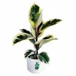 فیکوس یاقوتی گلآرون