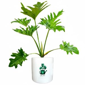 فیلدندرون سلوم گلآرون