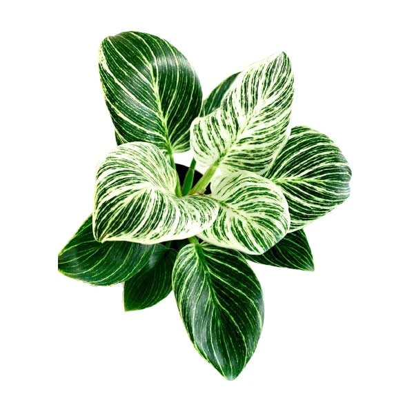 فیلدندرون برکین گلآرون - Image 2