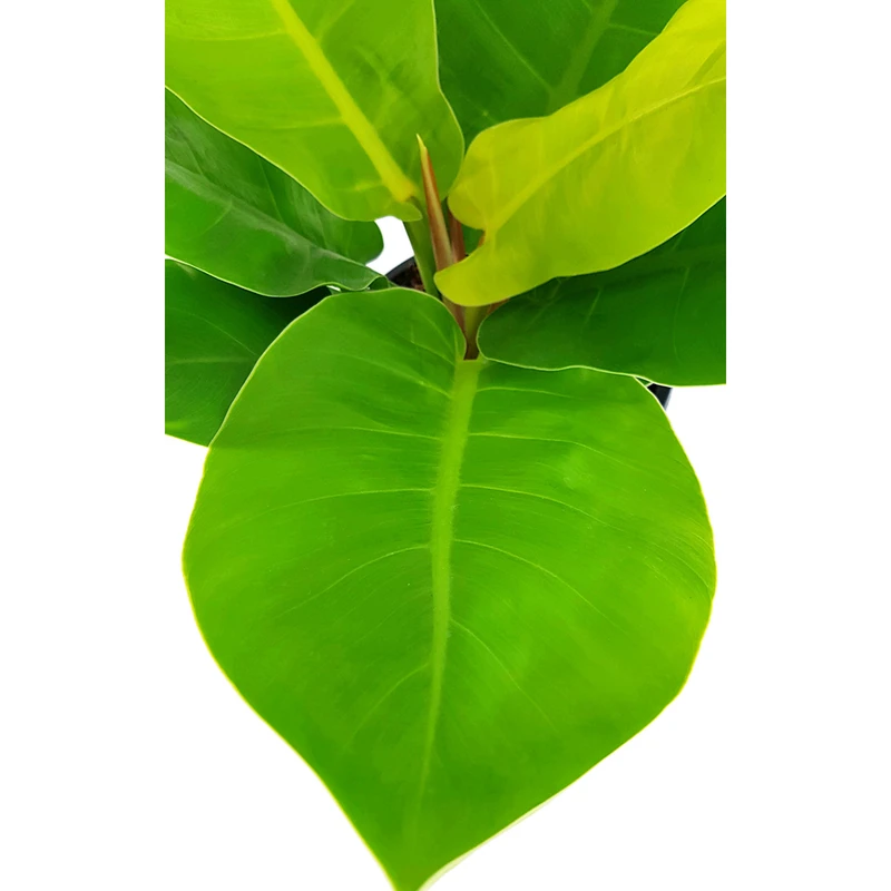 فیلدندرون نئون گلآرون - Image 2