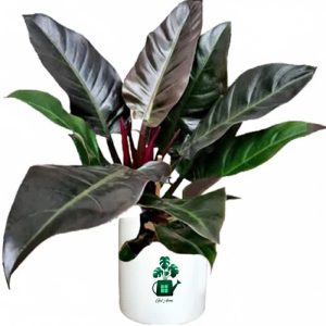 فیلدندرون بلک گلآرون