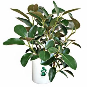 فیکوس جنگلی گلآرون