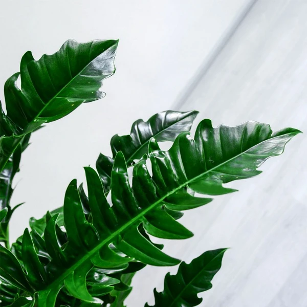 فیلدندرون کنگرهای گلآرون - Image 2