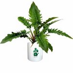 فیلدندرون کنگره‌ای گلآرون