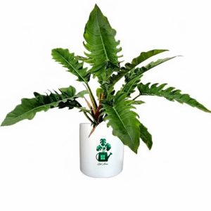 فیلدندرون کنگره‌ای گلآرون