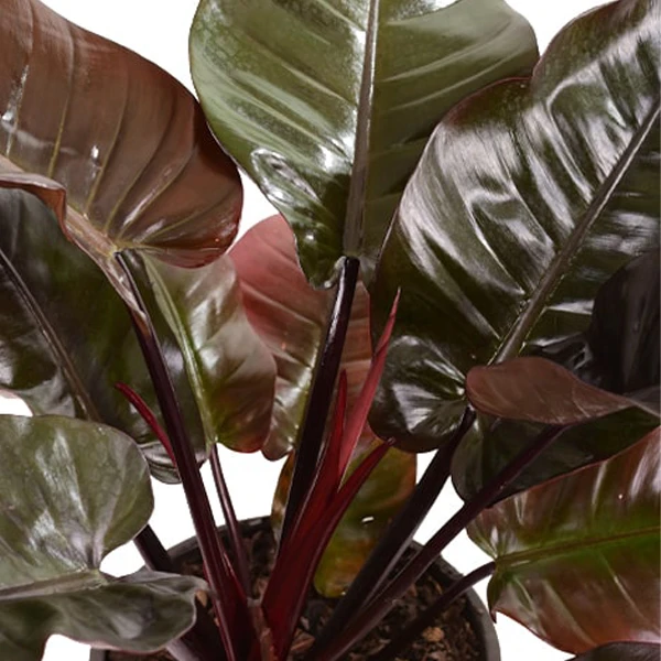 فیلدندرون بلک گلآرون - Image 2