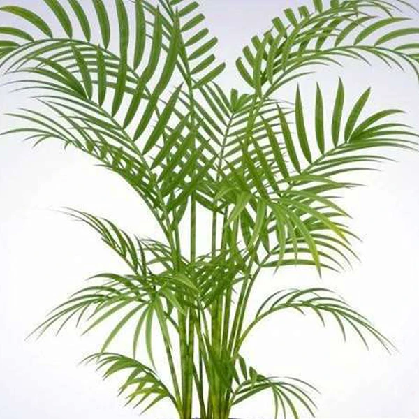 اریکا گلآرون - Image 2