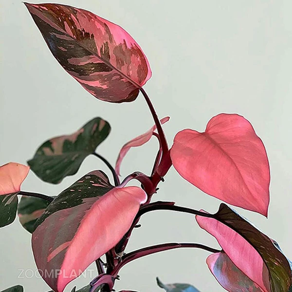 فیلدندرون پینک پرنس گلآرون - Image 2