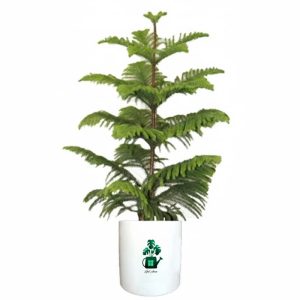 کاج مطبق گلآرون