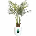 اریکا گلآرون