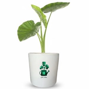 بابا آدم گلآرون