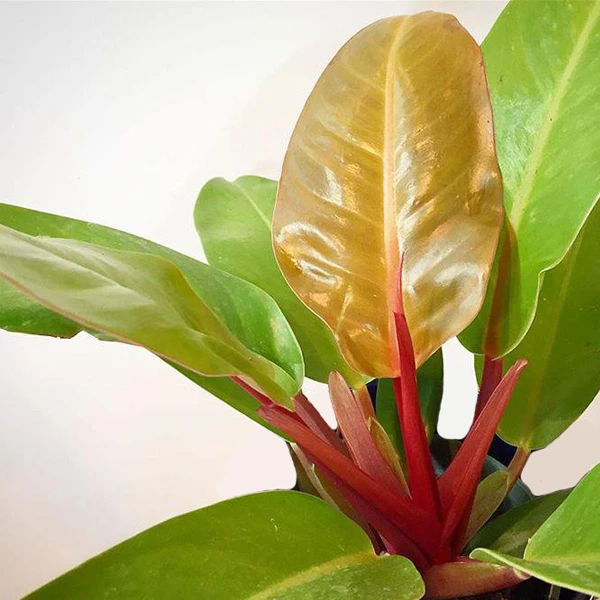 فیلدندرون پرتغالی گلآرون - Image 2