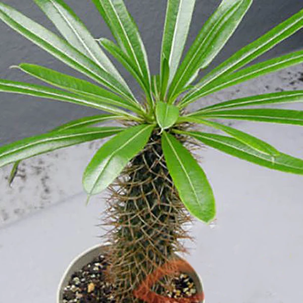 نخل ماداگاسکار گلآرون - Image 2