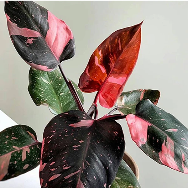 فیلدندرون پینک پرنس گلآرون - Image 3