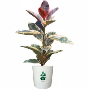 فیکوس شرابی گلآرون
