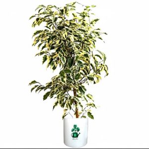 بنجامین ابلق گلآرون
