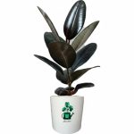 فیکوس بلک گلآرون