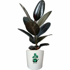 فیکوس بلک گلآرون