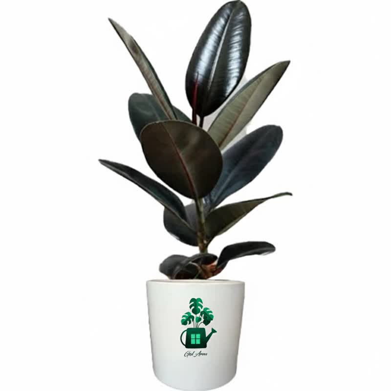 فیکوس بلک گلآرون