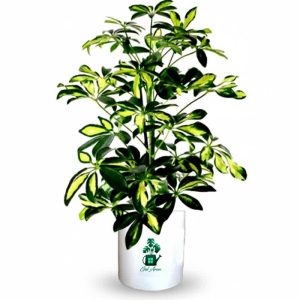 شفلرا ابلق گلآرون