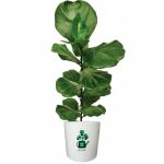 فیکوس لیراتا گلآرون