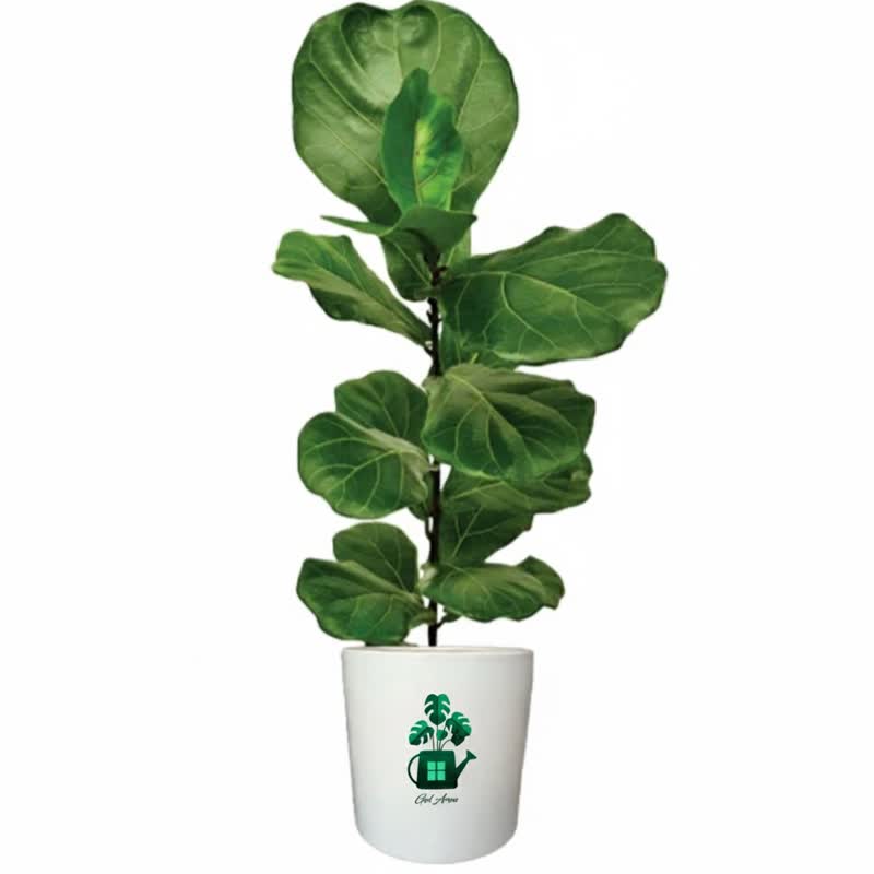 فیکوس لیراتا گلآرون