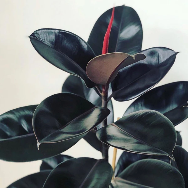 فیکوس بلک گلآرون - Image 2