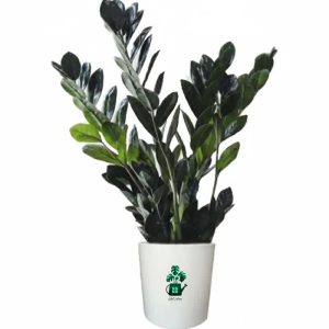 زاموفیلیا بلک گلآرون