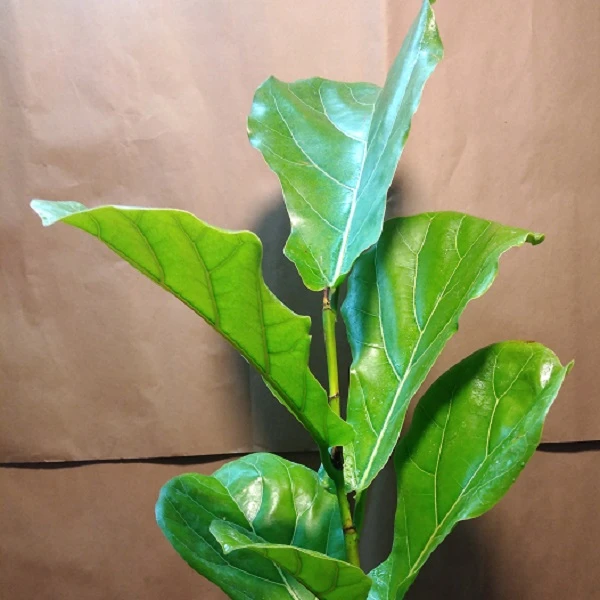 فیکوس لیراتا گلآرون - Image 2