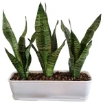 سانسوریا کرواتی باغچه ای