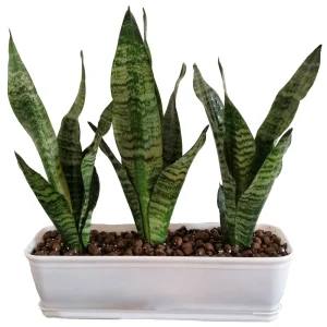 سانسوریا کرواتی باغچه ای