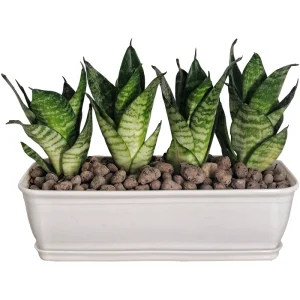 سانسوریا پا کوتاه باغچه ای