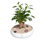 بونسای جیسینگ نرک