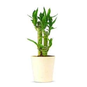 بامبو لوتوس خاکی 3 شاخه