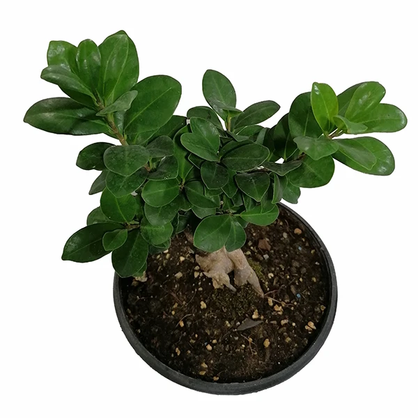 بونسای جیسینگ اقتصادی - Image 2