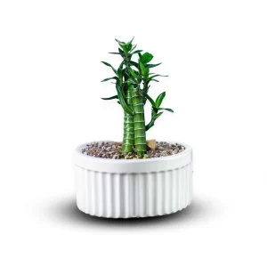 بامبو لوتوس خاکی 2 شاخه