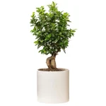 بونسای جیسینگ