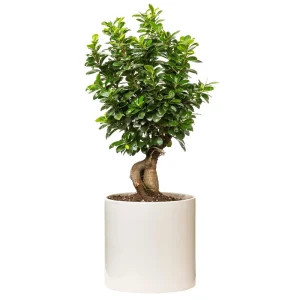 بونسای جیسینگ