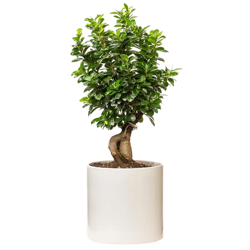 بونسای جیسینگ