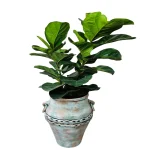 فیکوس لیراتا 2 شاخه