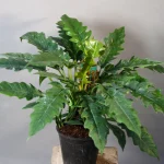 فیلدندرون کنگره‌ای چوبدار