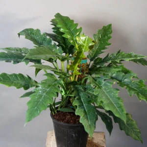 فیلدندرون کنگره‌ای چوبدار