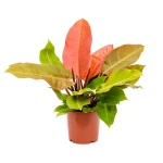 فیلدندرون پرتغالی