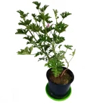عطر چای