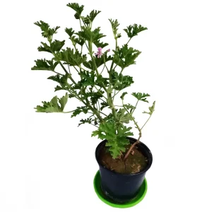 عطر چای