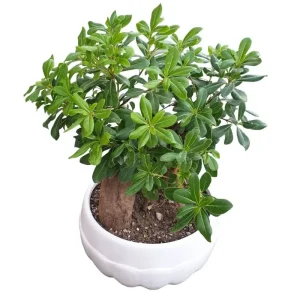 بونسای پیتسپروم